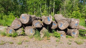 Murder Malady screenshot