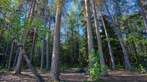 Murder Malady screenshot