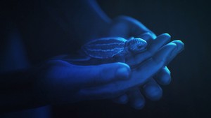 Beyond Blue screenshot