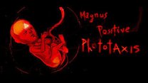 Magnus Positive Photaxis