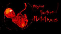 Magnus Positive Photaxis