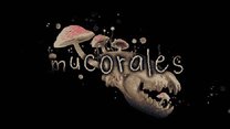 Mucorales