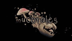 Mucorales cover image